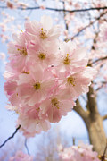 Pink spring blossom light blue sky Photograph by Matthias Hauser