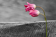 Pink Tulips Photograph by Cathy Kovarik