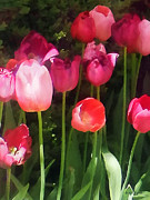 Pink Tulips in Garden Photograph by Susan Savad Pink Tulips in Garden Photograph by Susan Savad