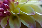 Pink Water Dahlia Photograph by Kathy Paynter