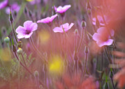 Pink wild Geranium Photograph by Heiko Koehrer-Wagner
