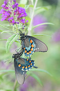 Pipevine Swallowtail Butterflies Battus Photograph by Animal Images
