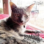 Pixie Was Waiting For Me In The Front Photograph by Teresa Mucha