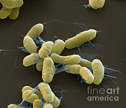 Plague Bacteria Yersinia Pestis Sem Photograph by Eye of Science