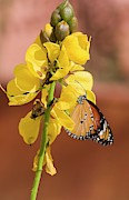 Plain Tiger Butterfly Photograph by Science Photo Library