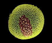 Plane Tree Pollen Photograph by Science Photo Library
