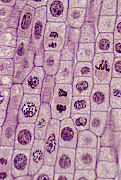 PLANT MITOSIS; ALL PHASES, ONION (Allium) ROOT TIP, 200X at 35mm, Interphase, Prophase, Metaphase, Anaphase, Telophase. Photograph by Ed Reschke
