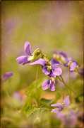 Playful Wild Violets Photograph by Lois Bryan