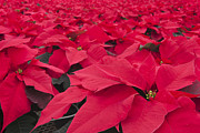 Plethora of Poinsettias Photograph by Patty Colabuono