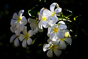 Plumeria Glow Photograph by Christi Kraft