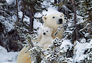 Polar Bear With Cub Photograph by M. Watson