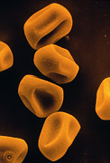 Pollen Grains Of Timothy Grass Photograph by Science Photo Library