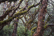 Polylepis Forest Cordillera Blanca Peru Photograph by Cyril Ruoso