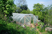 Polytunnel Photograph by Science Photo Library