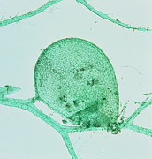 Pond Bladderwort Photograph by Science Photo Library