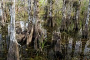Pond Cypress (taxodium Ascendens) Photograph by Science Photo Library