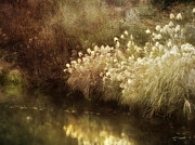 Pond's Edge Photograph by Julie Palencia
