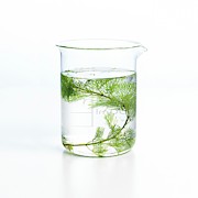 Pondweed Photosynthesis Photograph by Science Photo Library