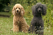 Poodle Dogs Photograph by Jean-Michel Labat