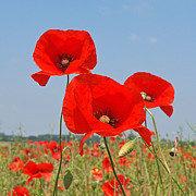 Poppy Fields 4 Photograph by Gill Billington