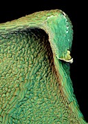 Poppy Leaf Photograph by Science Photo Library