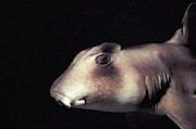 Port Jackson Shark Photograph by Jeff Rotman