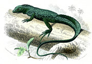 Porte Cree Lizard Photograph by Science Photo Library