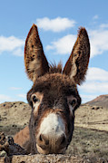 Portrait Of A Donkey, Fuerteventura Photograph by Mauro Ladu Portrait Of A Donkey, Fuerteventura Photograph by Mauro Ladu