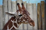 Portrait of a Giraffe Photograph by Veronica Batterson