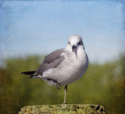 Posing Seagull Photograph by Kim Hojnacki Posing Seagull Photograph by Kim Hojnacki
