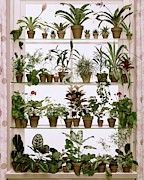 Potted Plants On Shelves Photograph by Wiliam Grigsby