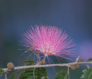 Powder Puff Blossom Photograph by Kim Hojnacki Powder Puff Blossom Photograph by Kim Hojnacki