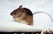 Prebles Meadow Jumping Mouse Photograph by USFWS/Science Source