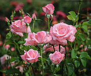 Precious Pink Photograph by Penny Lisowski