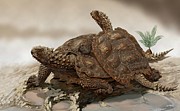 Prehistoric Turtles Photograph by Science Photo Library