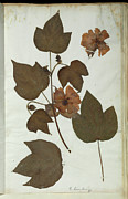 Pressed Tree Cotton (gossypium Arboreum) Photograph by Science Photo Library