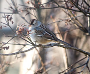 Pretty Bird Photograph by Holden The Moment