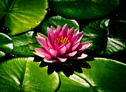 Pretty in Pink Photograph by Christi Kraft