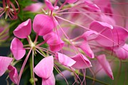 Pretty in pink Photograph by Deena Withycombe