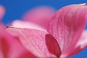 Pretty in Pink Photograph by Kathy Paynter