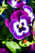 Pretty Pansiy and Friend Photograph by Jeanne May