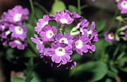 Primrose 'old Irish Blue' Flowers Photograph by Science Photo Library