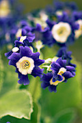 Primula Auricula 'old Irish Blue' Flowers Photograph by Science Photo Library