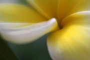 Princess Plumeria Photograph by Mary Lou Chmura