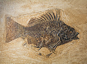 Priscacara Fish Fossil Photograph by Millard H. Sharp