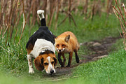 Probably the World's Worst Hunting Dog Photograph by Mircea Costina Photography