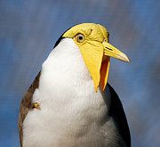 Professor Wattles Photograph by Donna Proctor