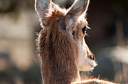 Pronghorn Eye Photograph by Bruce Gourley