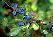 Prunus Spinosa Photograph by Science Photo Library