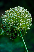 Puff Photograph by Christi Kraft